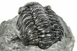 Phacopid (Adrisiops) Trilobite - Jbel Oudriss, Morocco #251639-2